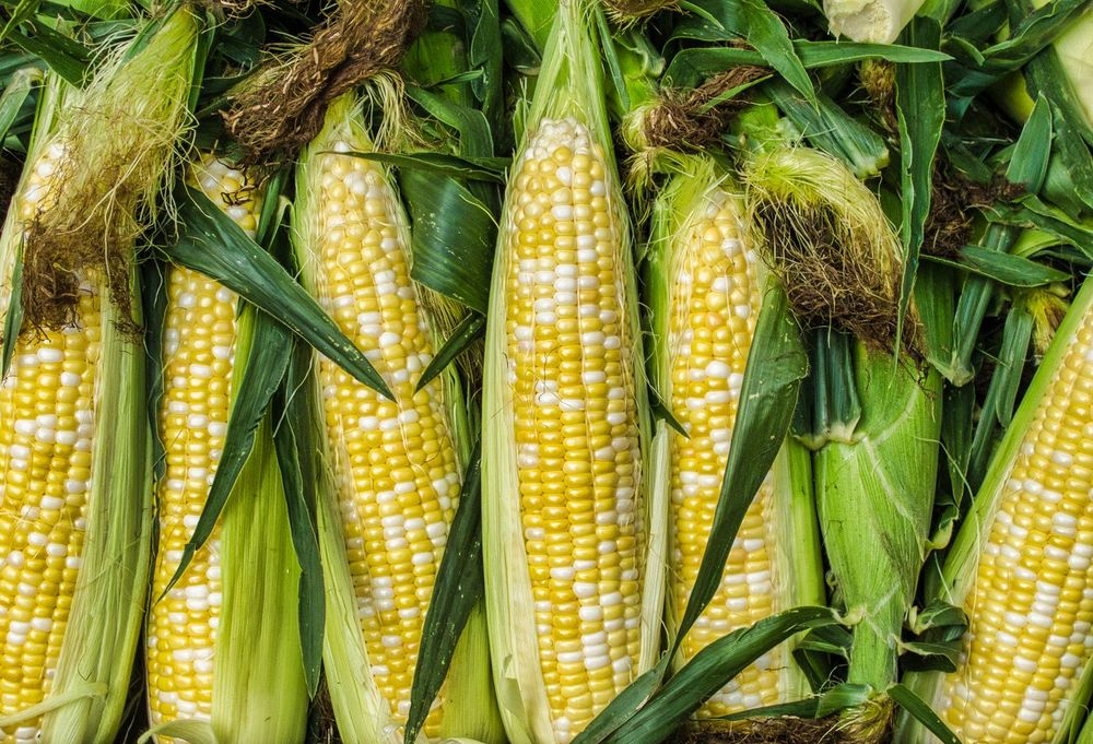 The Last Corn: How to Honor Summer’s Most Fleeting Vegetable
