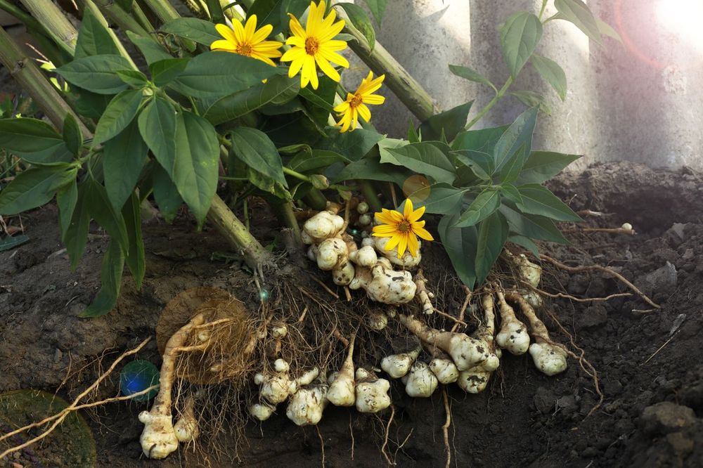 The Lost Vegetables Most Home Cooks Have Never Cooked