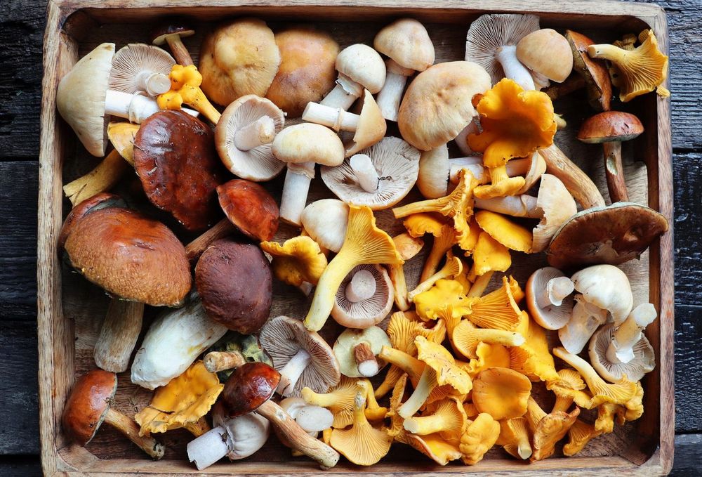 The Mushroom Underground: What Fungi Can Do That Nothing Else Can